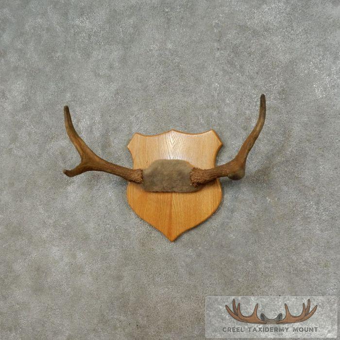 Moose Antler Plaque Taxidermy Mount For Sale - Image 3