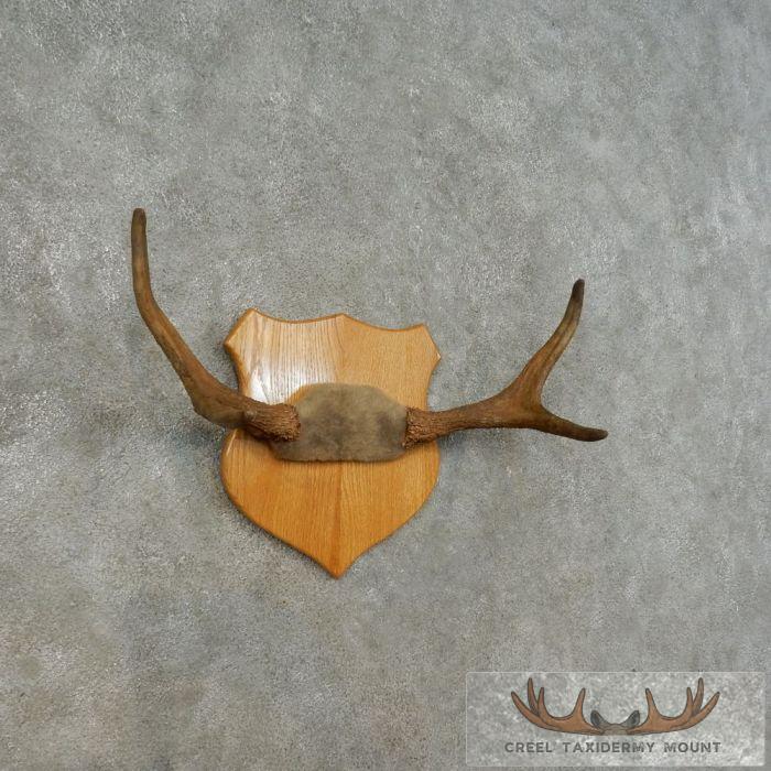 Moose Antler Plaque Taxidermy Mount For Sale - Image 2