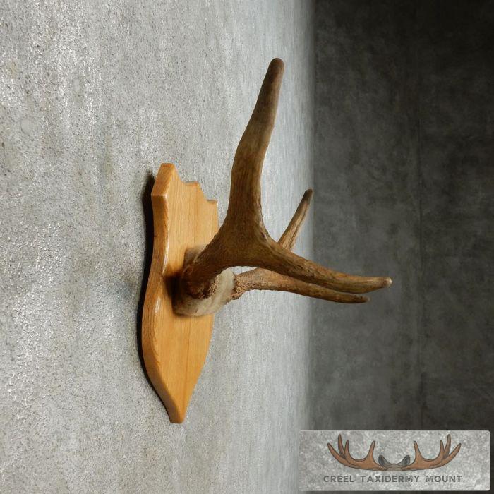 Moose Antler Plaque Taxidermy Mount For Sale - Image 5