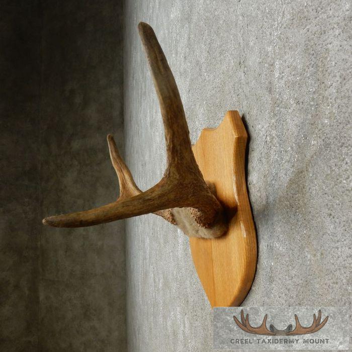 Moose Antler Plaque Taxidermy Mount For Sale - Image 4