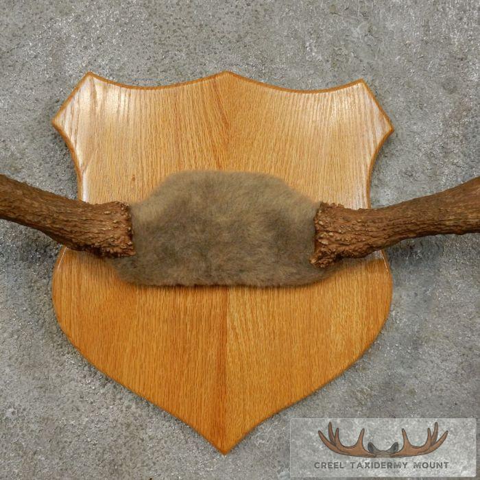 Moose Antler Plaque Taxidermy Mount For Sale - Image 6
