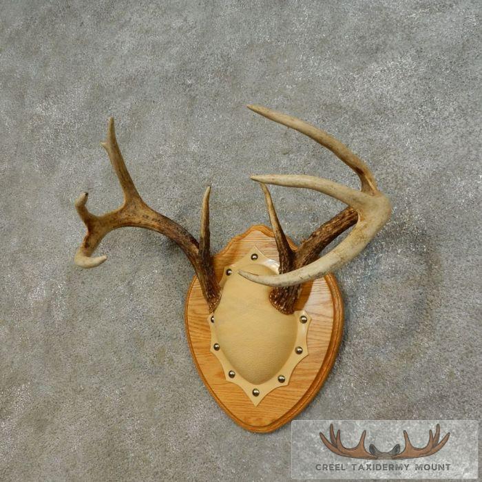 Whitetail Deer Antler Plaque Taxidermy Mount For Sale - Image 3