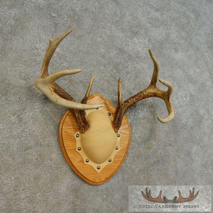 Whitetail Deer Antler Plaque Taxidermy Mount For Sale - Image 2