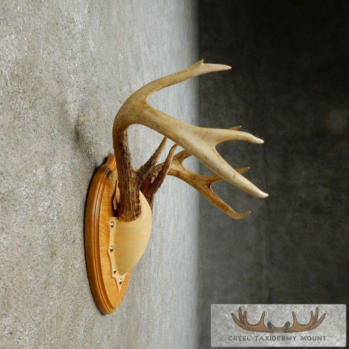 Whitetail Deer Antler Plaque Taxidermy Mount For Sale - Image 4