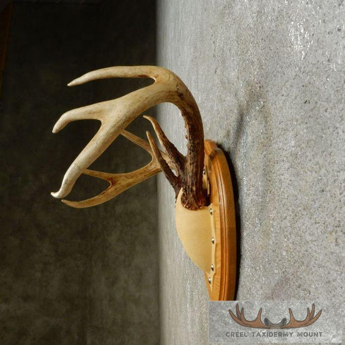 Whitetail Deer Antler Plaque Taxidermy Mount For Sale - Image 5