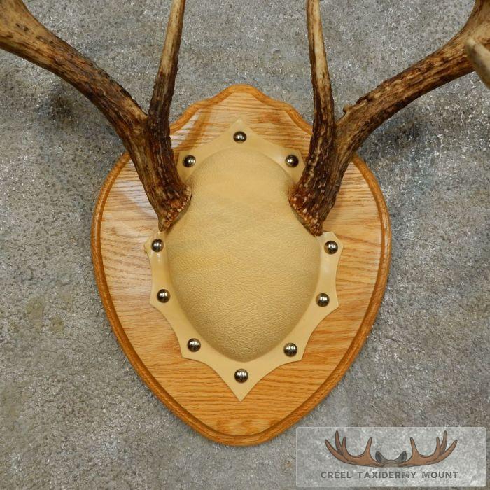 Whitetail Deer Antler Plaque Taxidermy Mount For Sale - Image 6