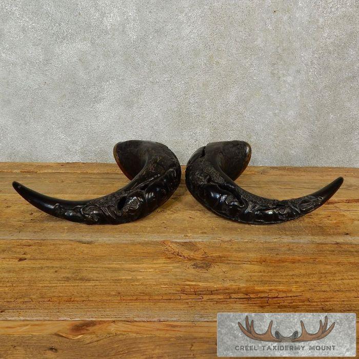 Carved Cape Buffalo Horns Taxidermy For Sale
