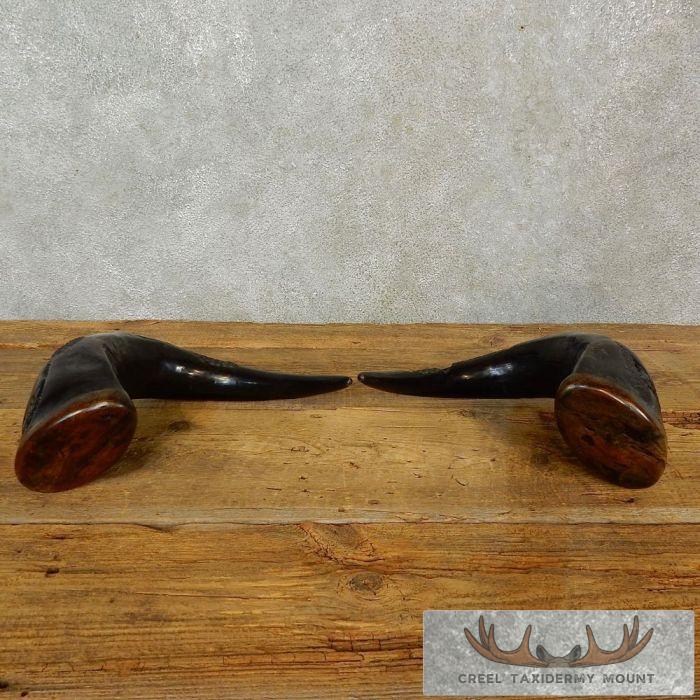 Carved Cape Buffalo Horns Taxidermy For Sale - Image 8