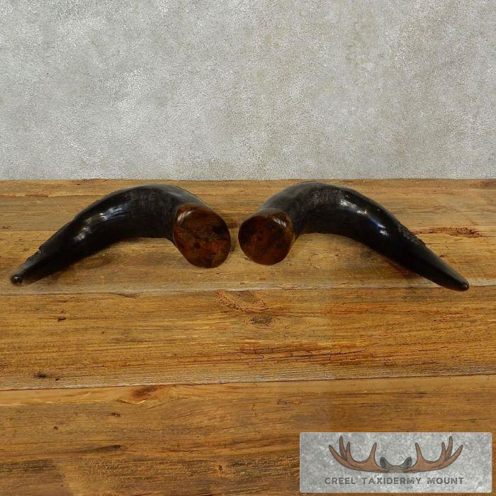 Carved Cape Buffalo Horns Taxidermy For Sale - Image 9