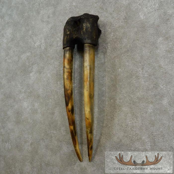 Walrus Replica Skull & Tusks Taxidermy Mount For Sale - Image 2