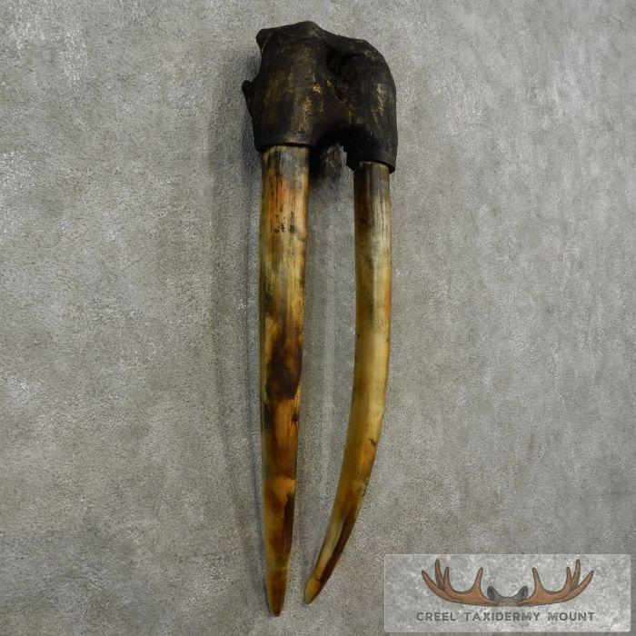 Walrus Replica Skull & Tusks Taxidermy Mount For Sale - Image 3