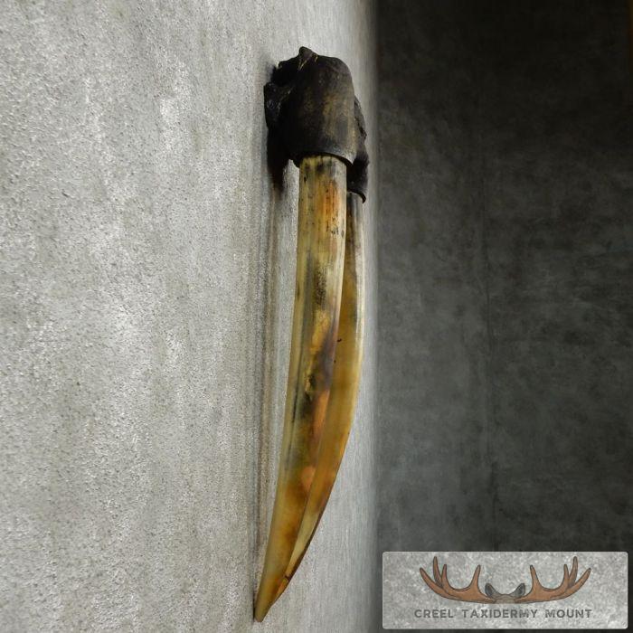 Walrus Replica Skull & Tusks Taxidermy Mount For Sale - Image 4