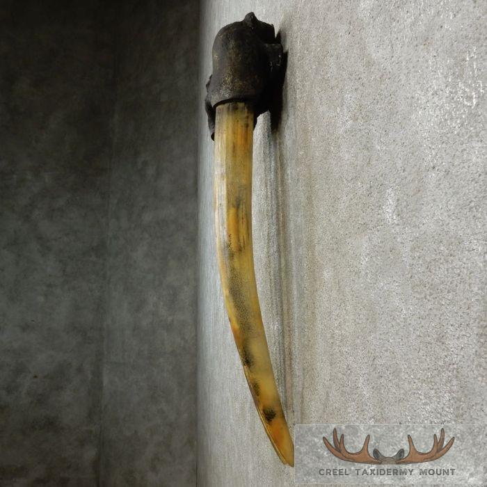 Walrus Replica Skull & Tusks Taxidermy Mount For Sale - Image 5