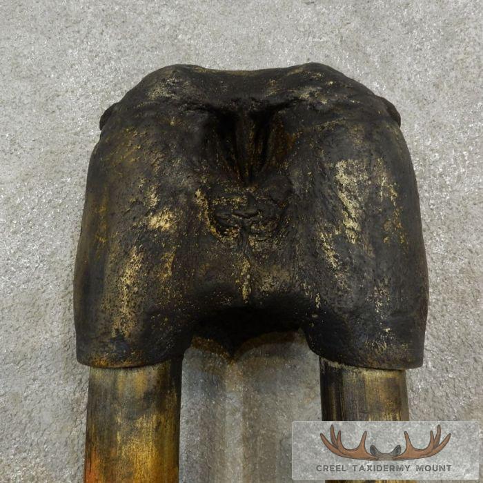 Walrus Replica Skull & Tusks Taxidermy Mount For Sale - Image 6