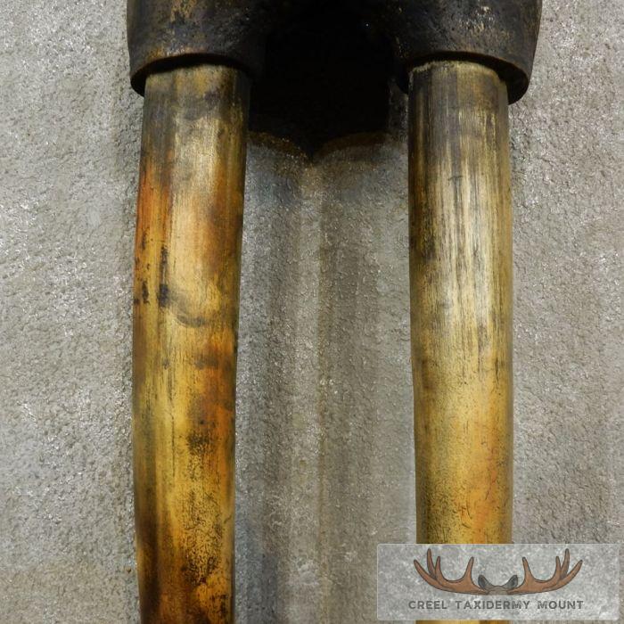 Walrus Replica Skull & Tusks Taxidermy Mount For Sale - Image 7