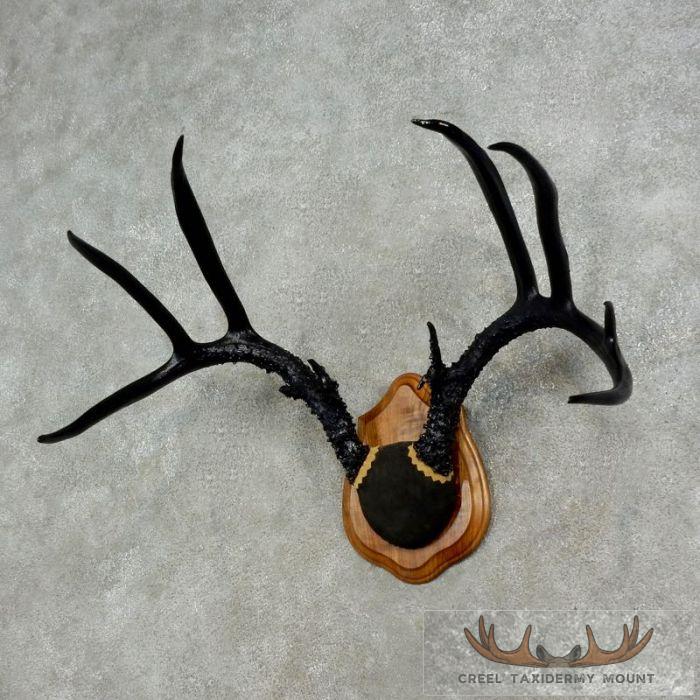 Whitetail Deer Black Painted Antler Taxidermy Mount For Sale - Image 3