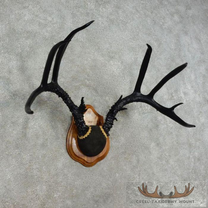 Whitetail Deer Black Painted Antler Taxidermy Mount For Sale - Image 2