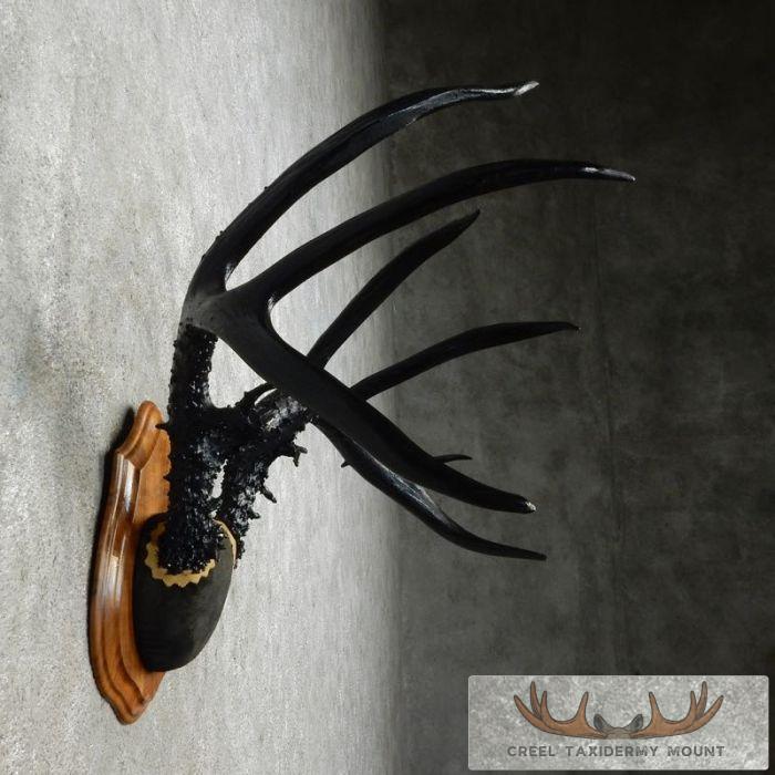 Whitetail Deer Black Painted Antler Taxidermy Mount For Sale - Image 4