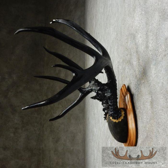 Whitetail Deer Black Painted Antler Taxidermy Mount For Sale - Image 5