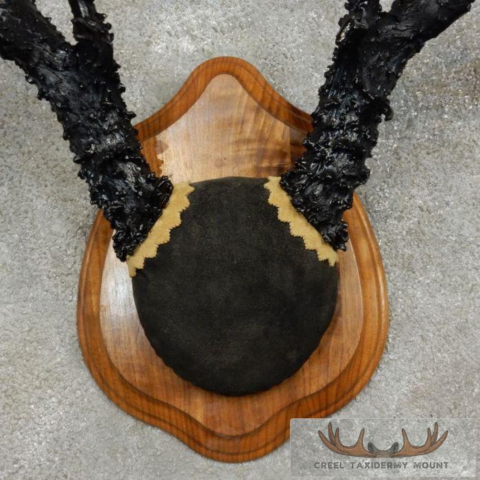 Whitetail Deer Black Painted Antler Taxidermy Mount For Sale - Image 6