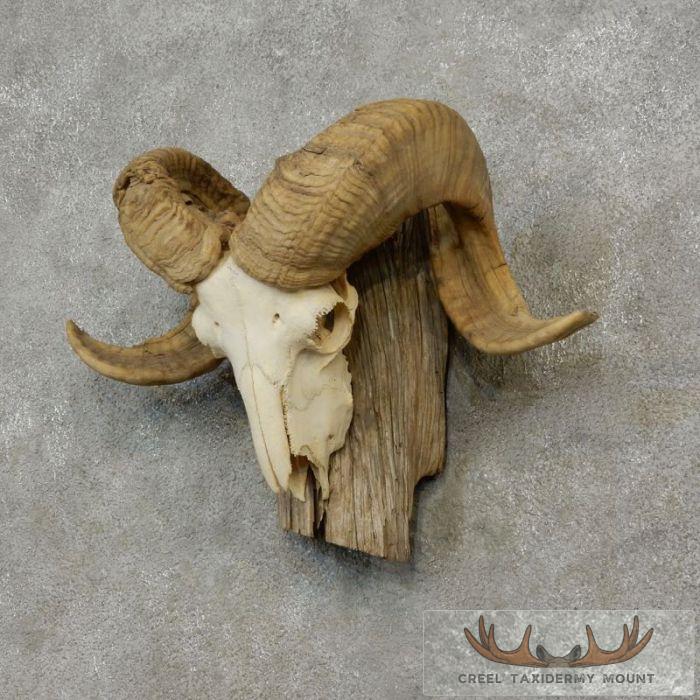 Corsican Ram Skull European Taxidermy Mount For Sale - Image 2