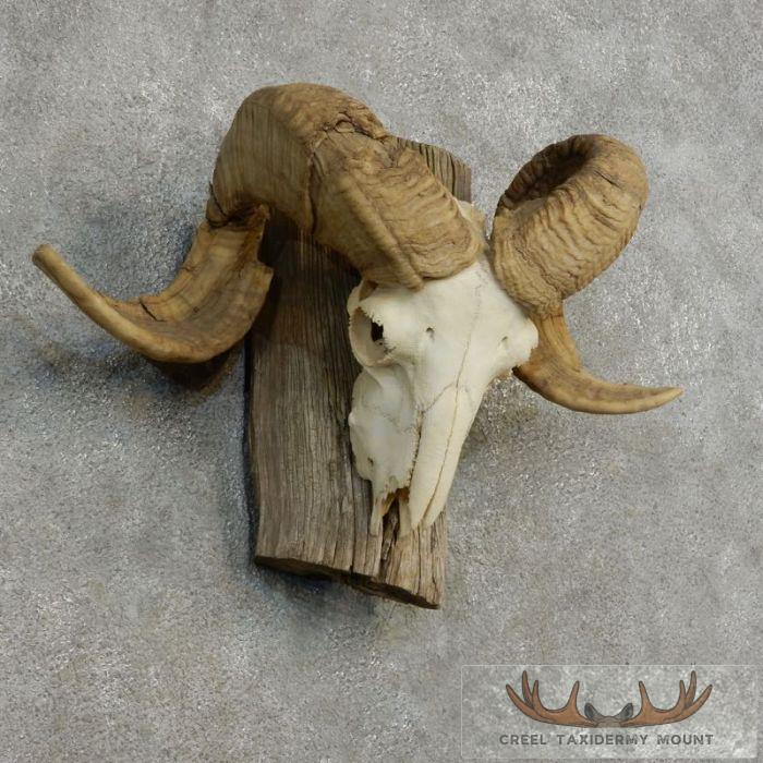 Corsican Ram Skull European Taxidermy Mount For Sale - Image 3