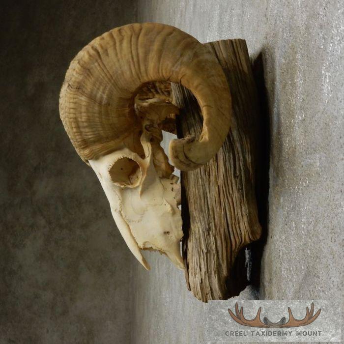Corsican Ram Skull European Taxidermy Mount For Sale - Image 5