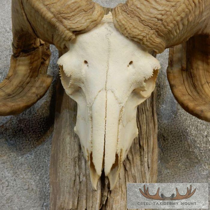 Corsican Ram Skull European Taxidermy Mount For Sale - Image 8