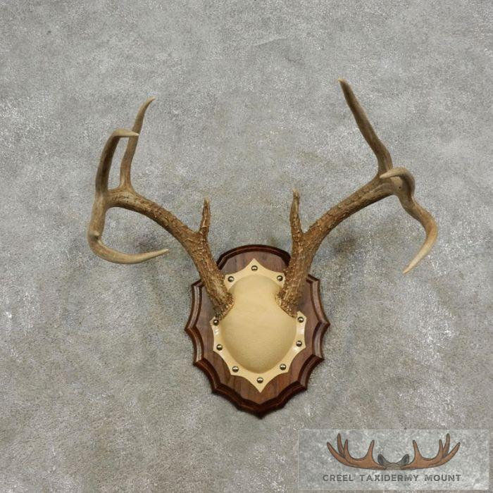 Whitetail Deer Antler Plaque Taxidermy Mount For Sale - Image 2