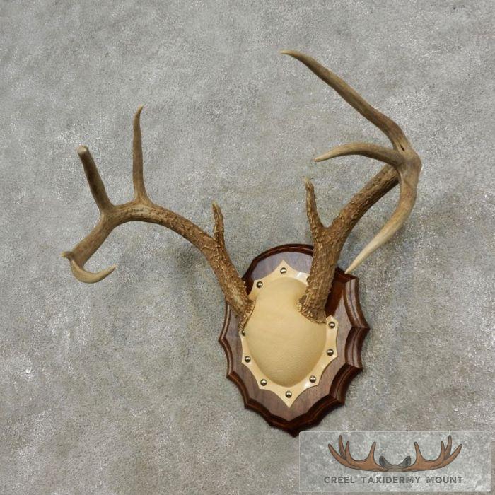Whitetail Deer Antler Plaque Taxidermy Mount For Sale