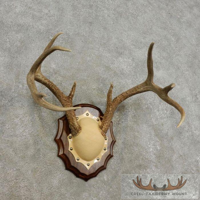 Whitetail Deer Antler Plaque Taxidermy Mount For Sale - Image 3