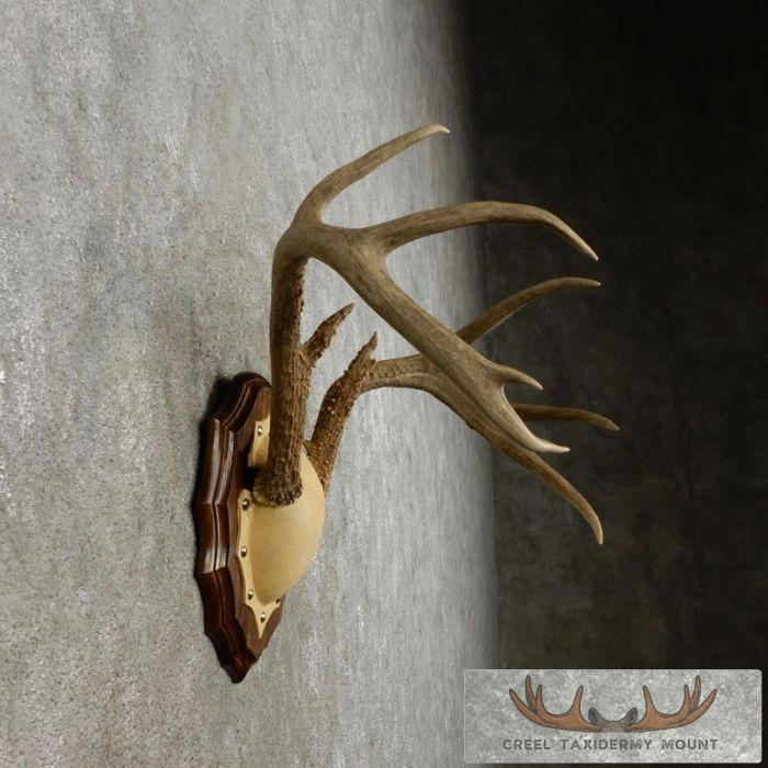 Whitetail Deer Antler Plaque Taxidermy Mount For Sale - Image 4
