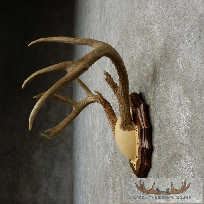 Whitetail Deer Antler Plaque Taxidermy Mount For Sale - Image 5