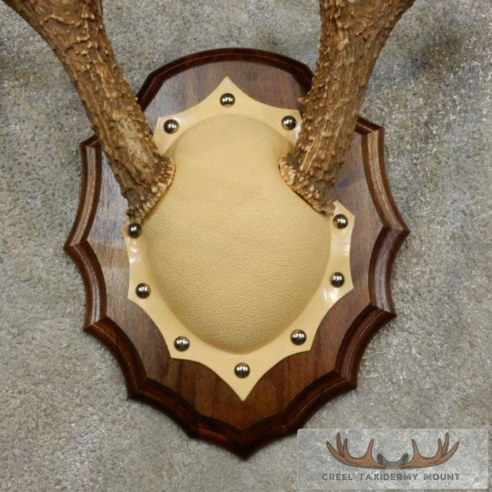 Whitetail Deer Antler Plaque Taxidermy Mount For Sale - Image 6