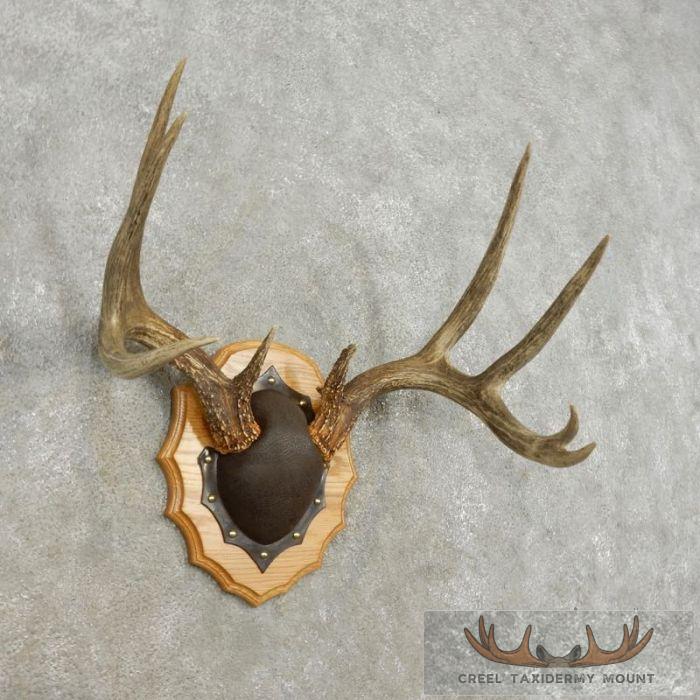 Whitetail Deer Antler Plaque Taxidermy Mount For Sale - Image 2