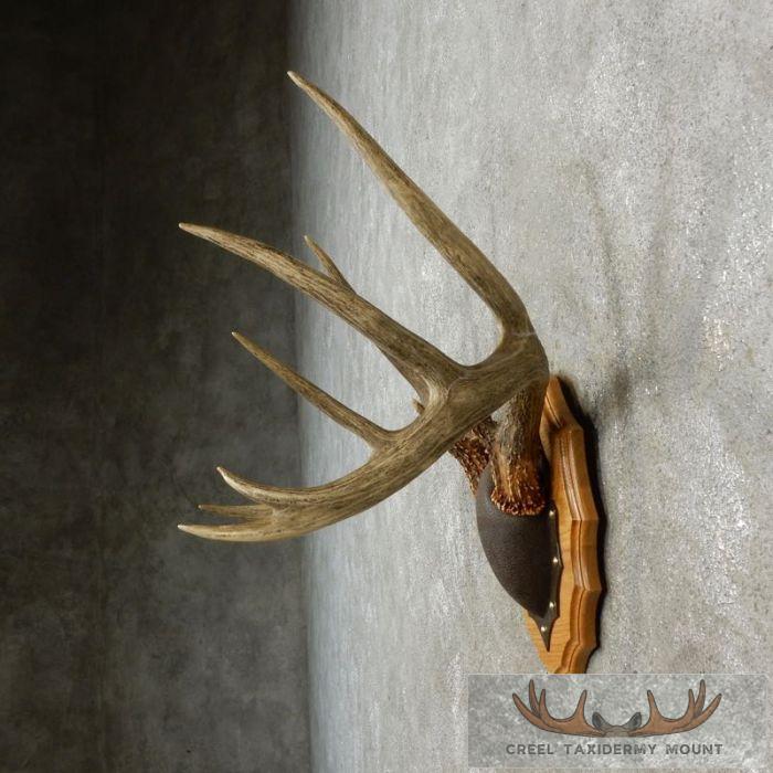 Whitetail Deer Antler Plaque Taxidermy Mount For Sale - Image 5