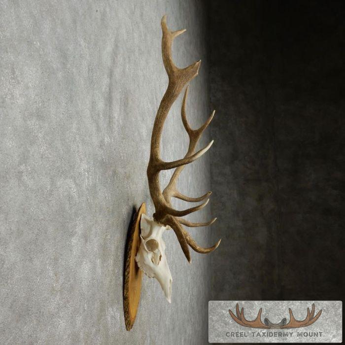 Red Deer Stag Skull European Taxidermy Mount For Sale - Image 2