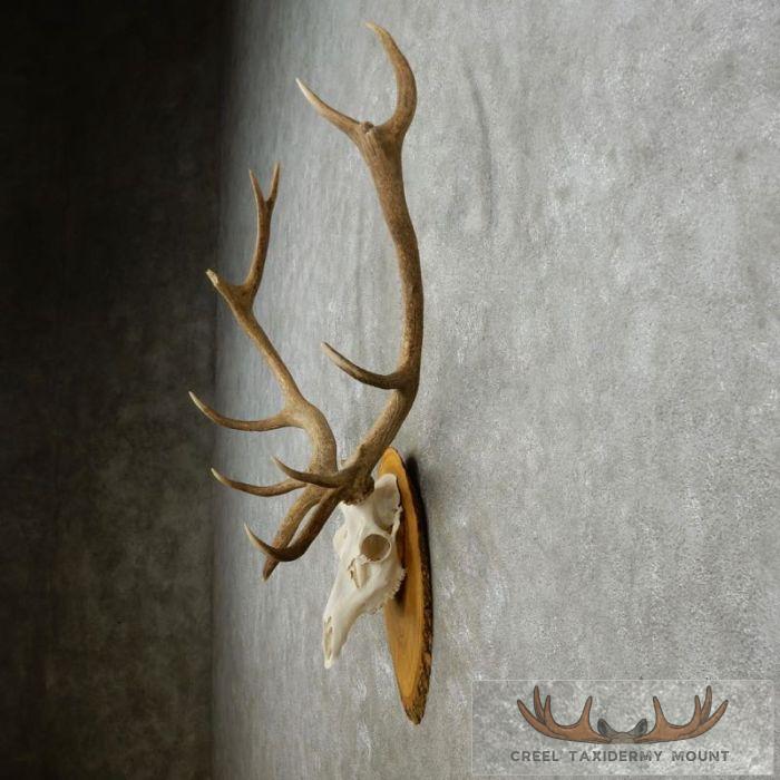 Red Deer Stag Skull European Taxidermy Mount For Sale - Image 5