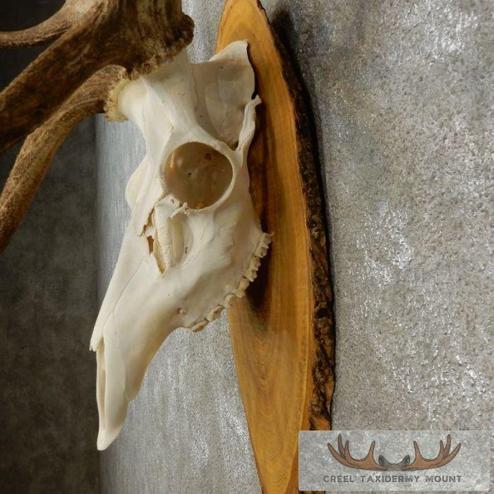 Red Deer Stag Skull European Taxidermy Mount For Sale - Image 6