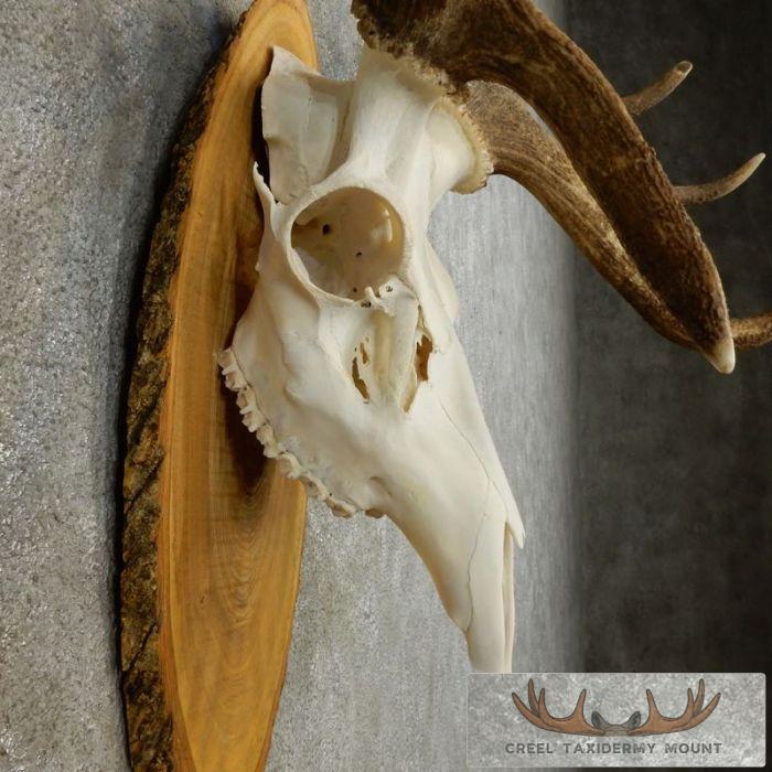 Red Deer Stag Skull European Taxidermy Mount For Sale - Image 7
