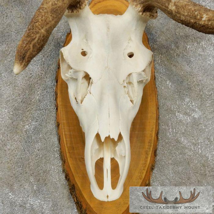 Red Deer Stag Skull European Taxidermy Mount For Sale - Image 8