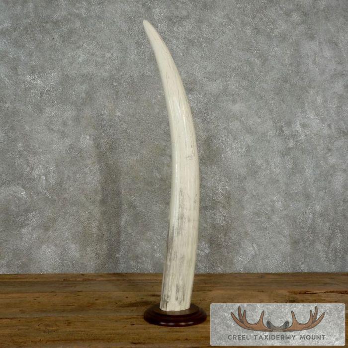 Walrus Tusk Replica Taxidermy Mount For Sale - Image 3
