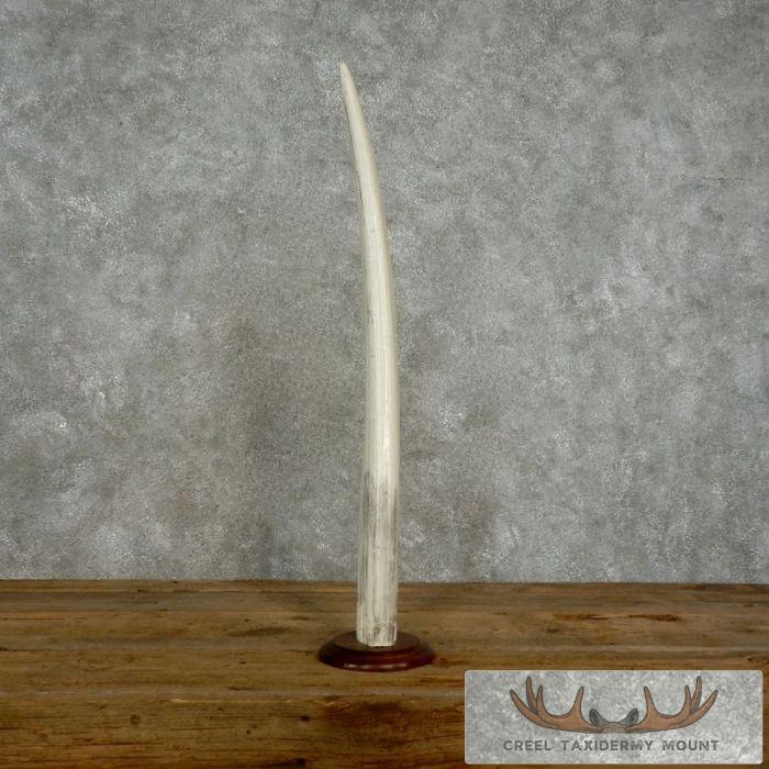 Walrus Tusk Replica Taxidermy Mount For Sale - Image 2