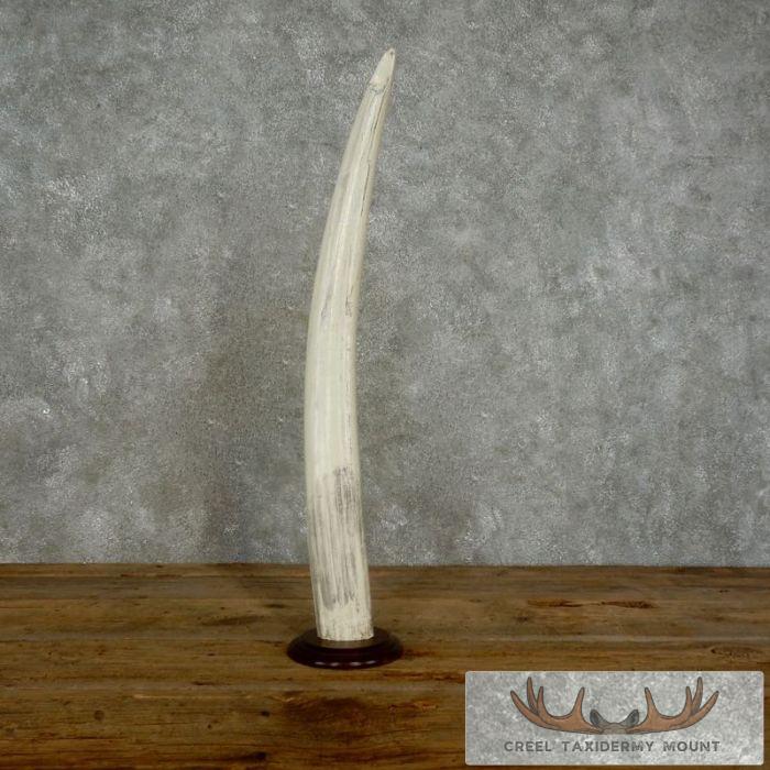 Walrus Tusk Replica Taxidermy Mount For Sale