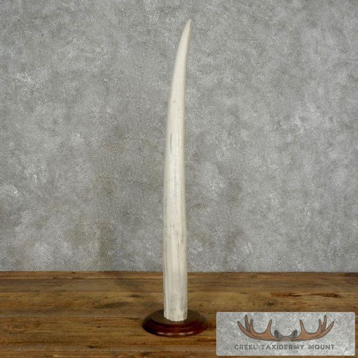 Walrus Tusk Replica Taxidermy Mount For Sale - Image 4