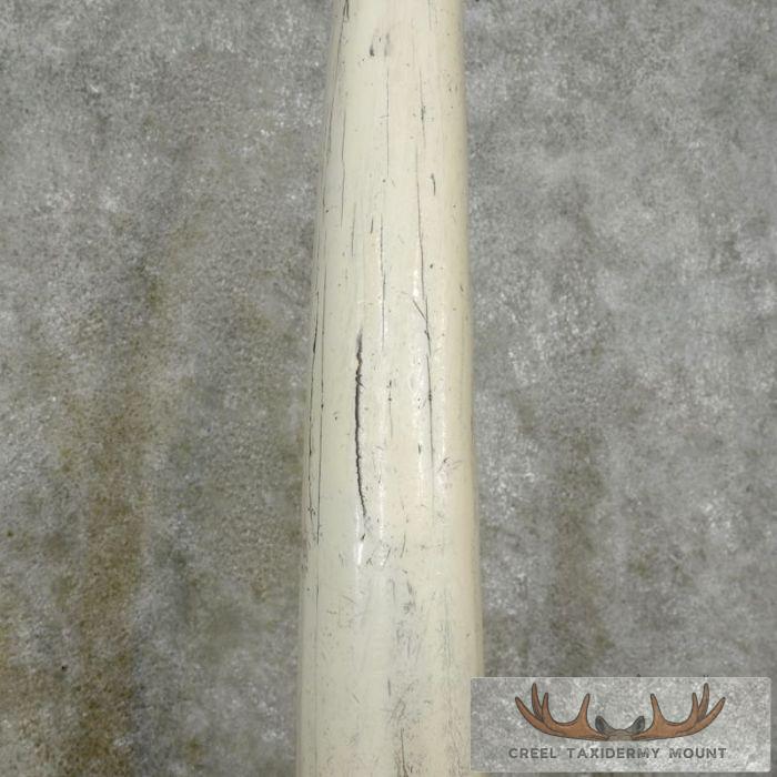 Walrus Tusk Replica Taxidermy Mount For Sale - Image 5