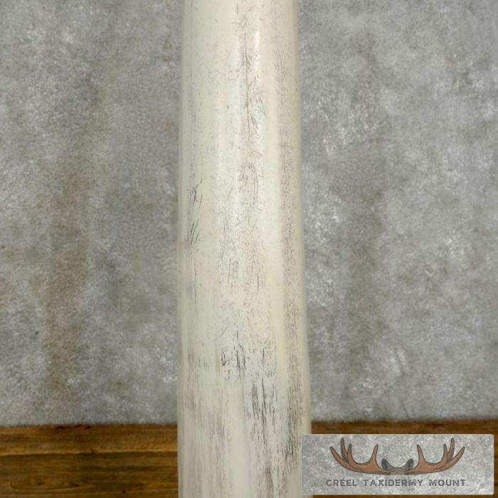 Walrus Tusk Replica Taxidermy Mount For Sale - Image 6