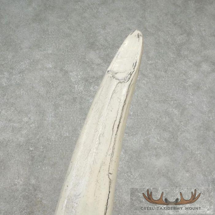 Walrus Tusk Replica Taxidermy Mount For Sale - Image 8