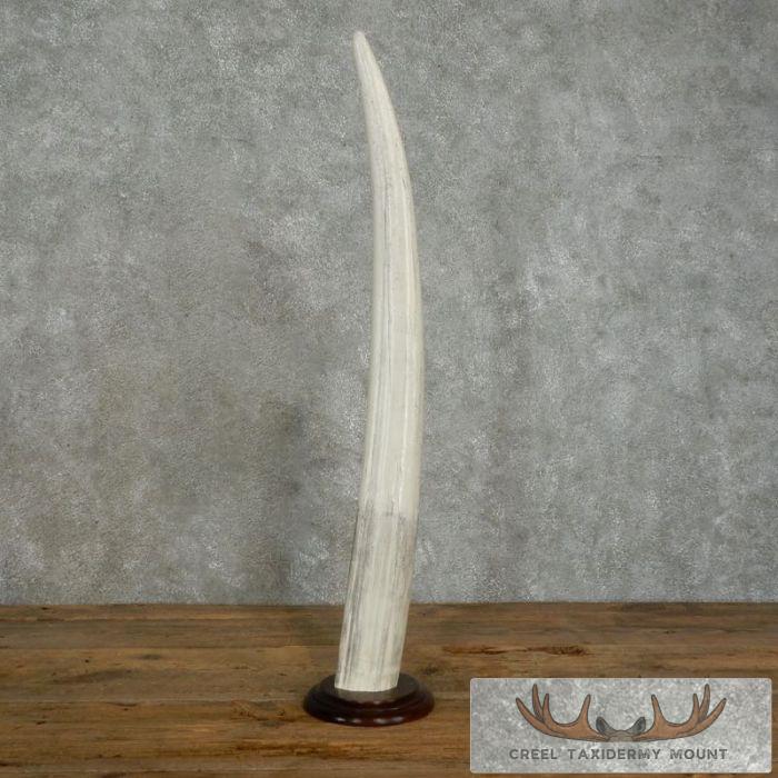 Walrus Tusk Replica Taxidermy Mount For Sale - Image 2