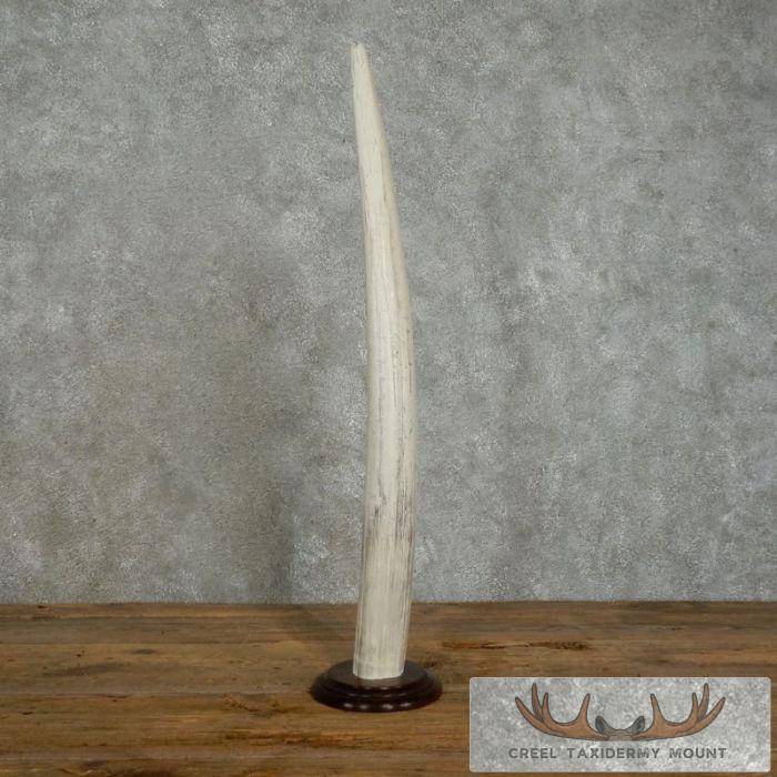 Walrus Tusk Replica Taxidermy Mount For Sale